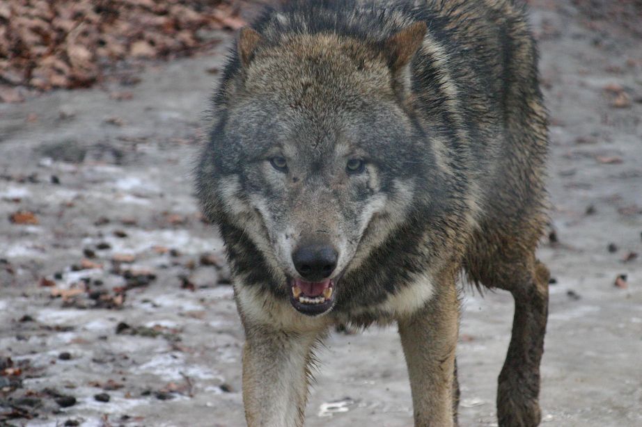 2011040811290005_k-Zoo & Co 013.JPG
